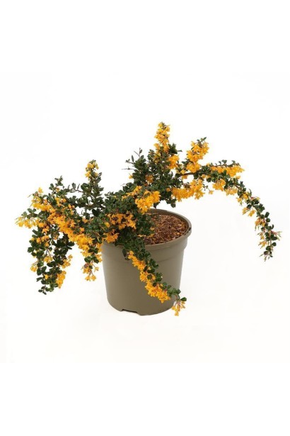 Саджанець Барбарис Дарвіна Компакта